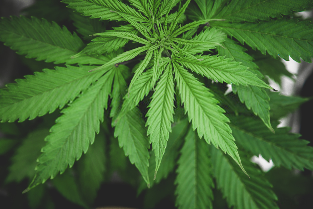 Top Marijuana Strains for Improving Digestion